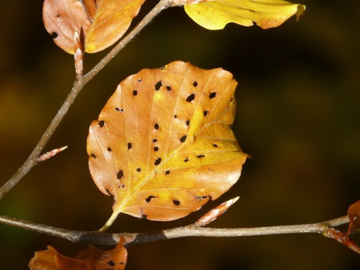 Le malattie fungine degli alberi da frutto