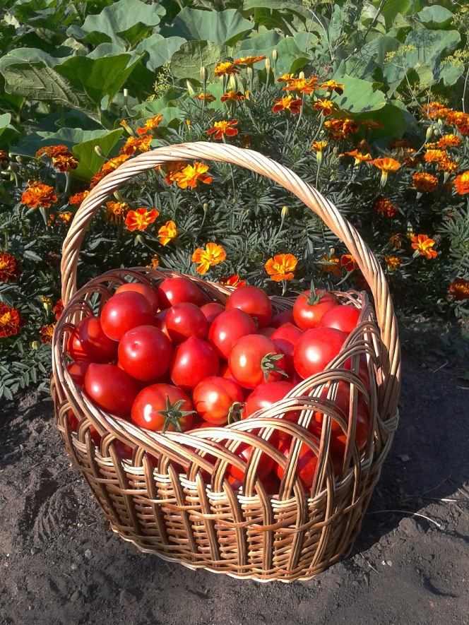 L’orto giardino, bello e utile