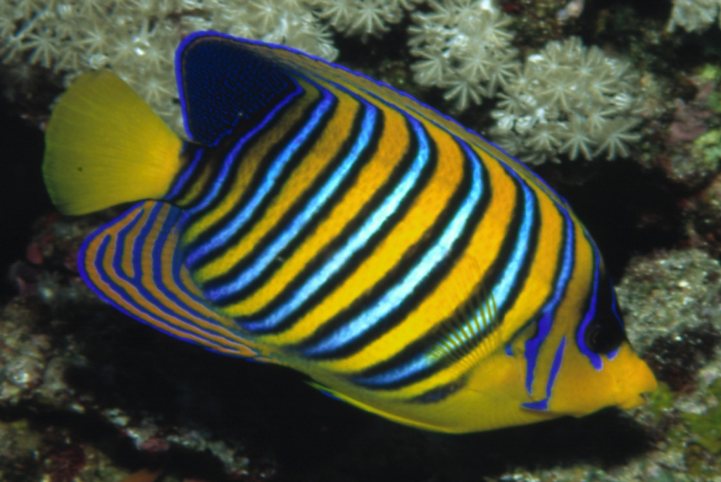 Pesce angelo arcobaleno