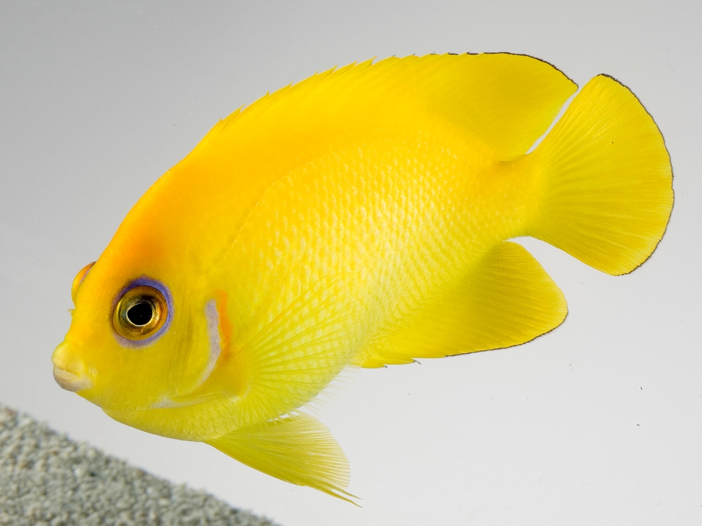 Pesce angelo giallo