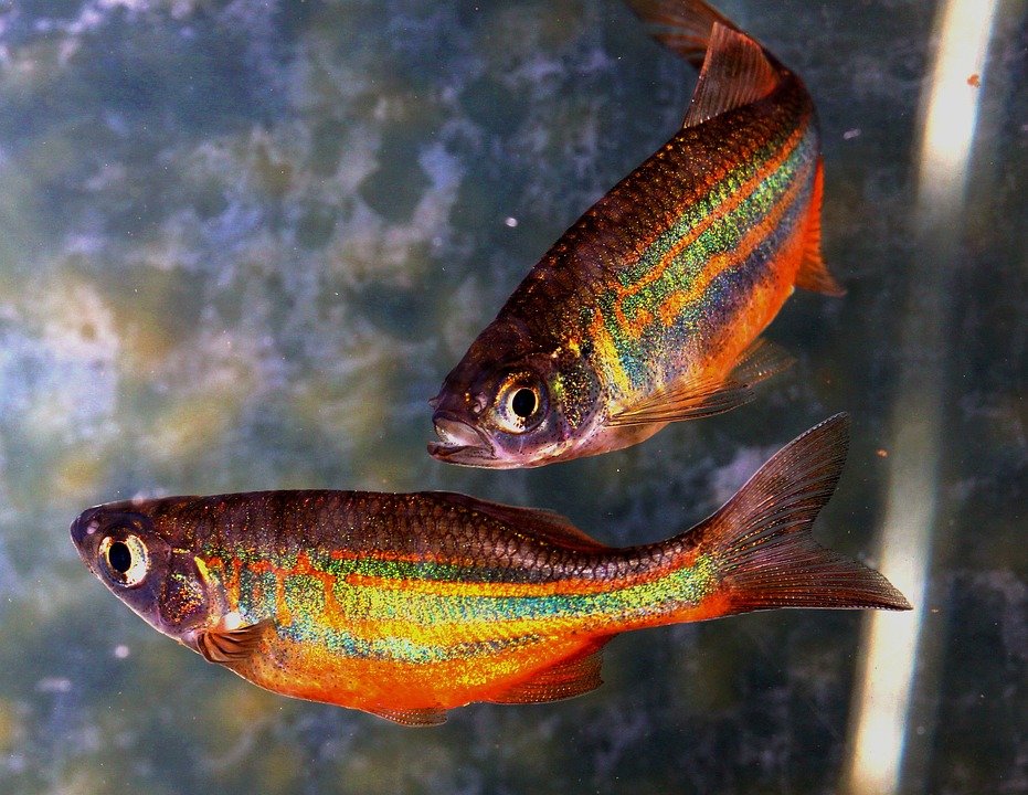 Pesce arcobaleno