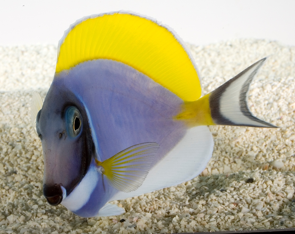 Pesce chirurgo blu