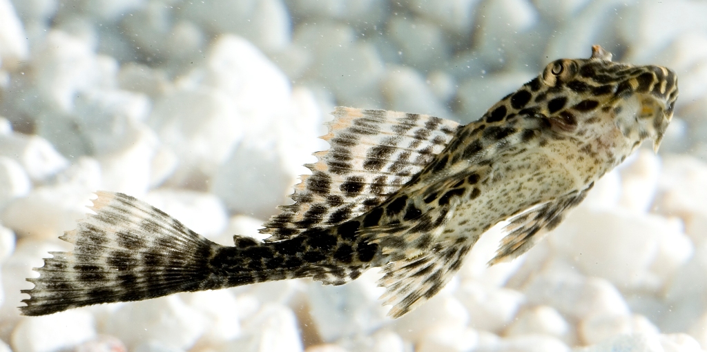 Pesce ventosa