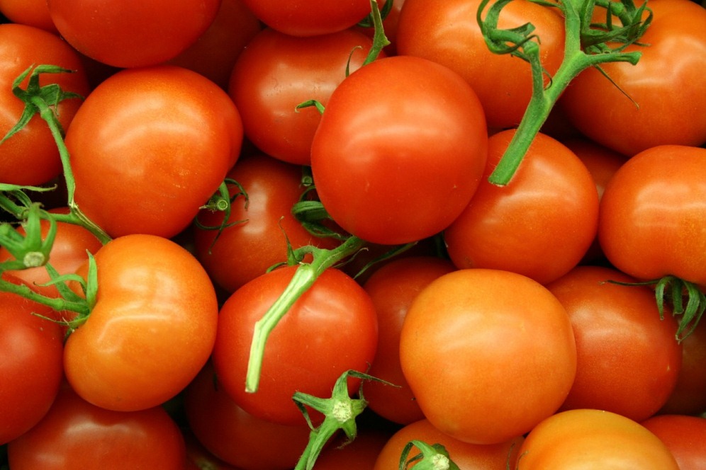 Pomodori innestati in varietà in vaso diametro 10 cm