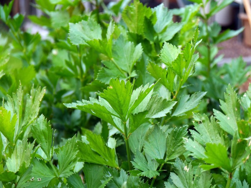 Salsa verde al prezzemolo