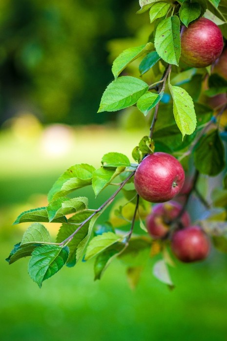 La salute del frutteto di casa