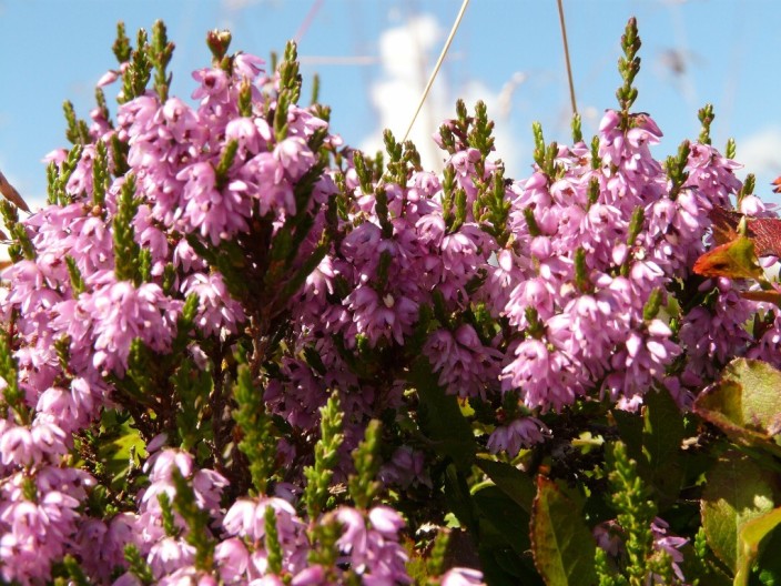 Le specie per comporre un giardino roccioso