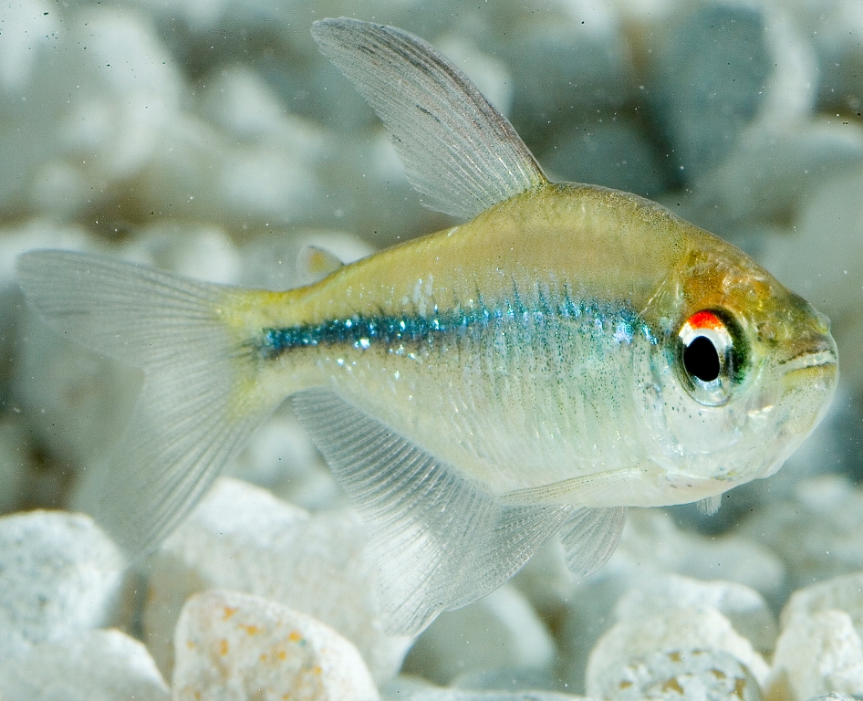 Tetra diamante