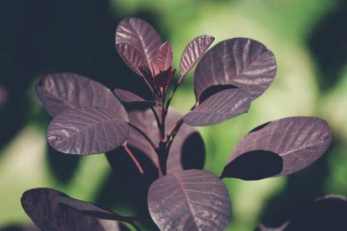 Cotinus coggygria