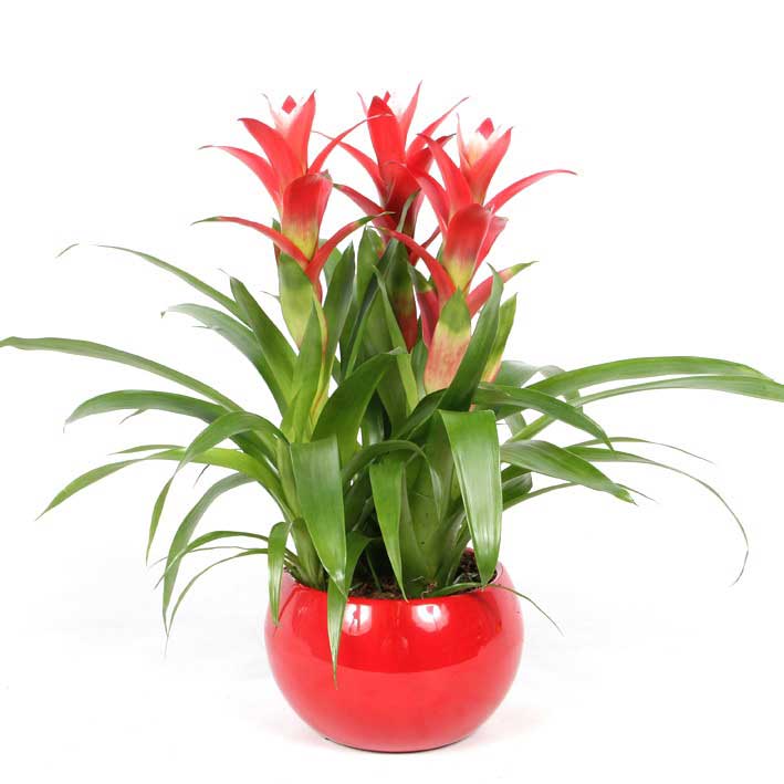 Le Bromeliacee come la Guzmania