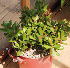 Crassula