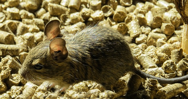 Arricchimento ambientale per i degu