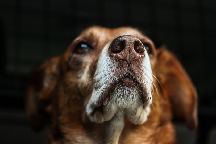 La comunicazione olfattiva nei cani