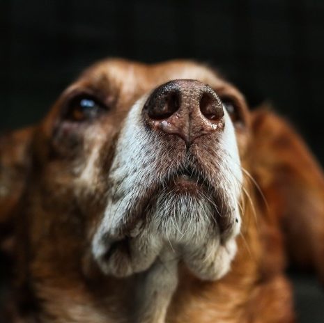 La comunicazione olfattiva nei cani