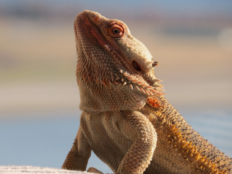 Il drago barbuto (Pogona vitticeps)