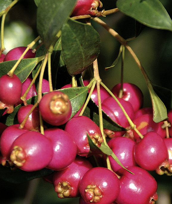 Eugenia myrtifolia Newport