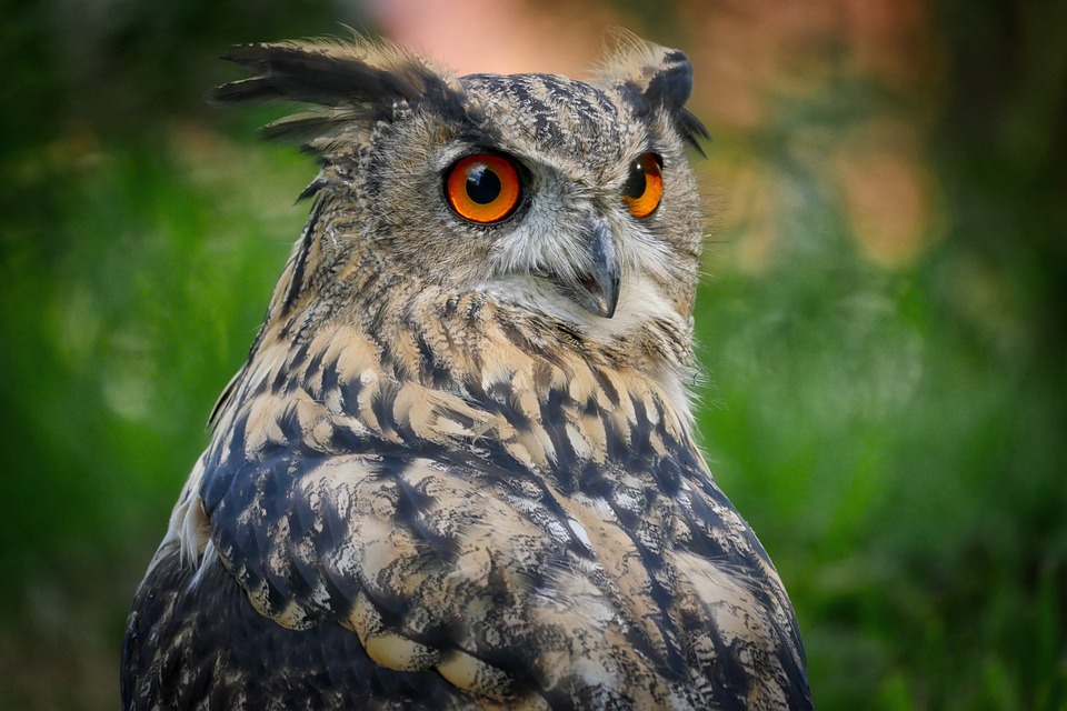 La falconiera, voliera per rapaci