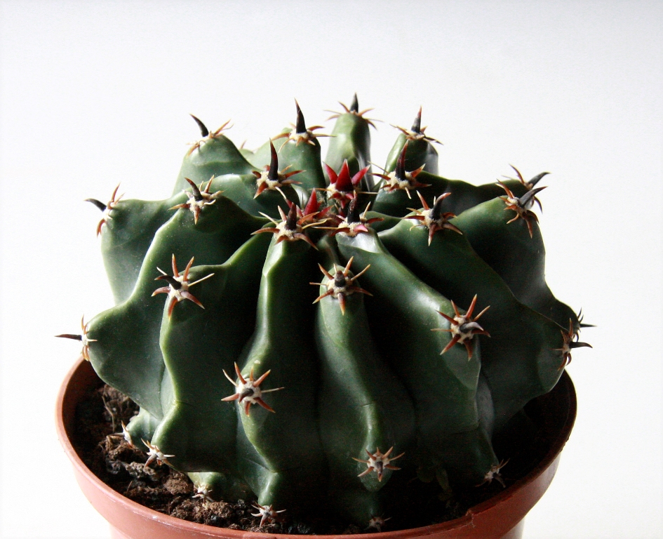 Ferocactus townsendianus inermis