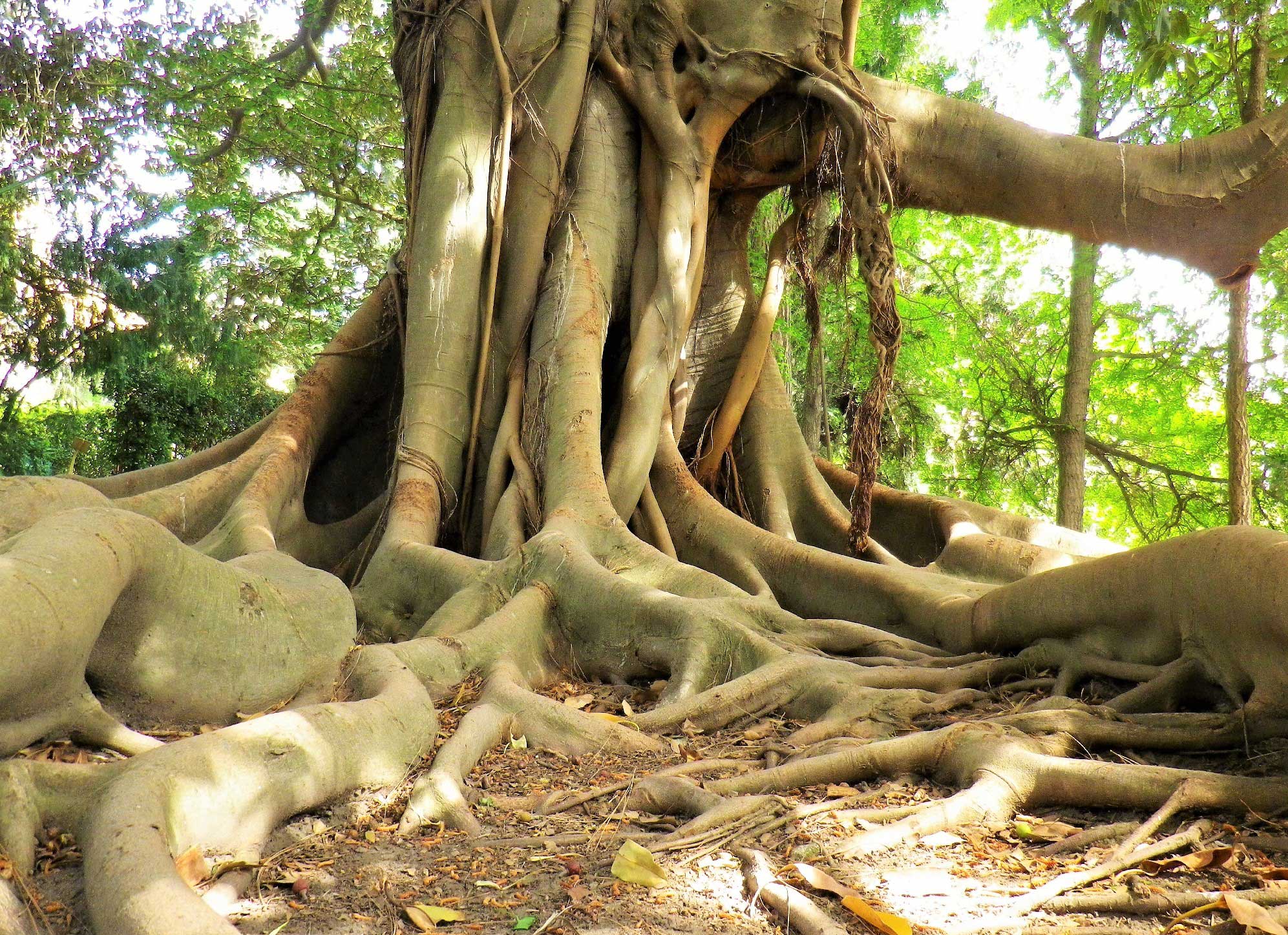 Fico strangolatore, gigante verde