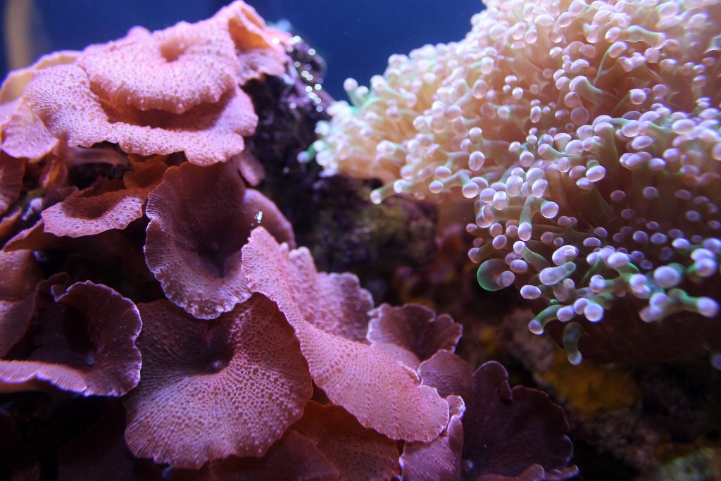 Per ogni acquario, il suo fondale!