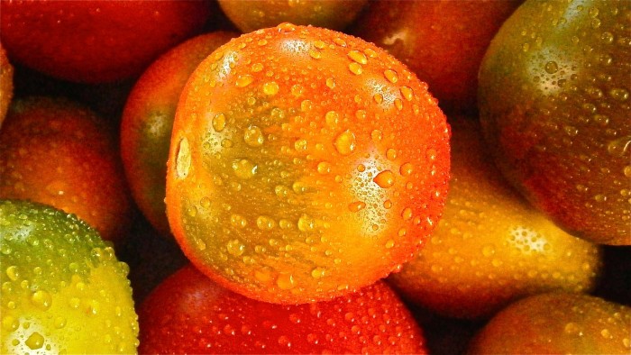Pomodori innestati in varietà in vaso diametro 14 cm