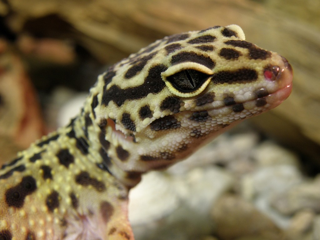 I gechi Eublepharis e la loro vita nel terrario