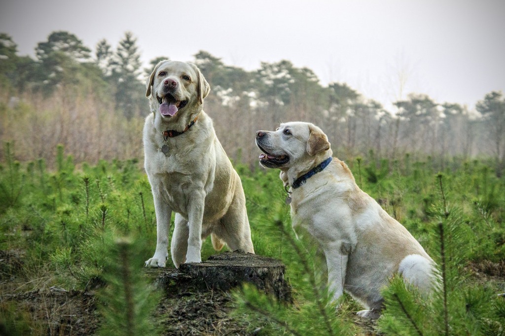 La gerarchia nel cane