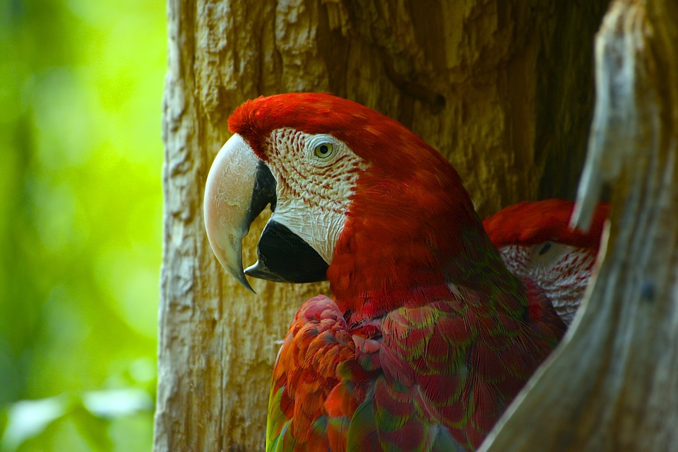 La gotta degli uccelli da voliera