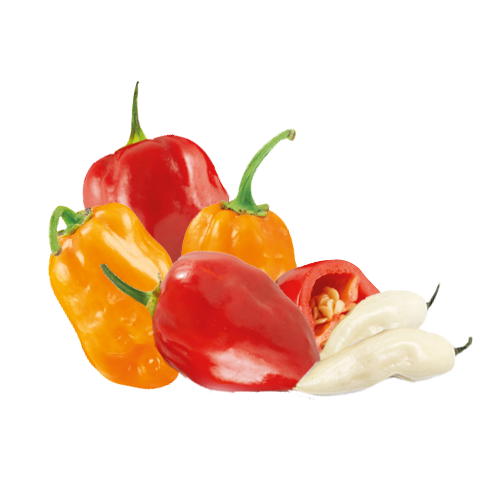 Peperoncino Habanero rosso, bianco, arancio e choco