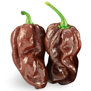 Peperoncino Habanero Chocolate