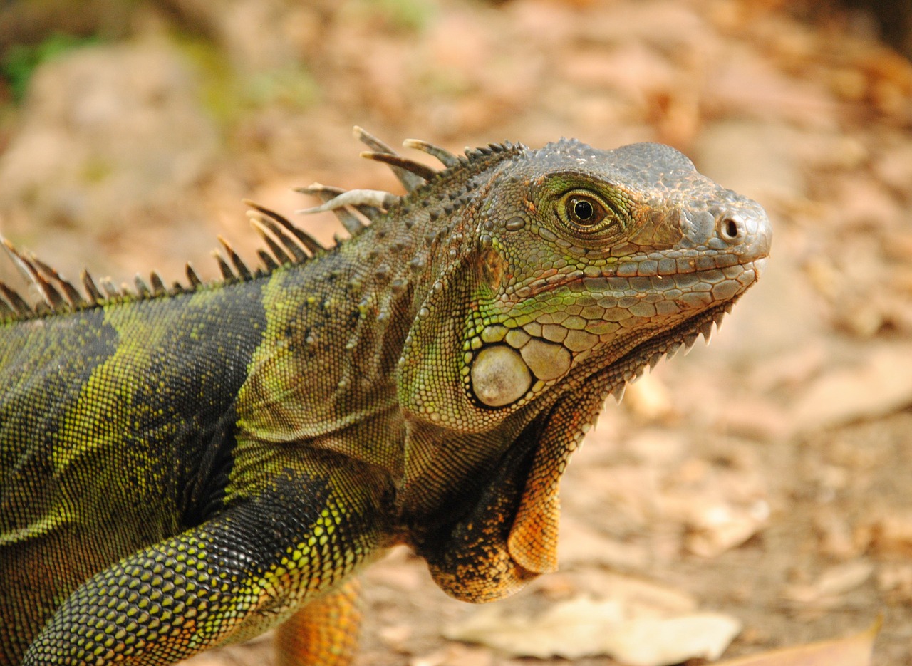 Ambientazione e riproduzione dell’iguana verde