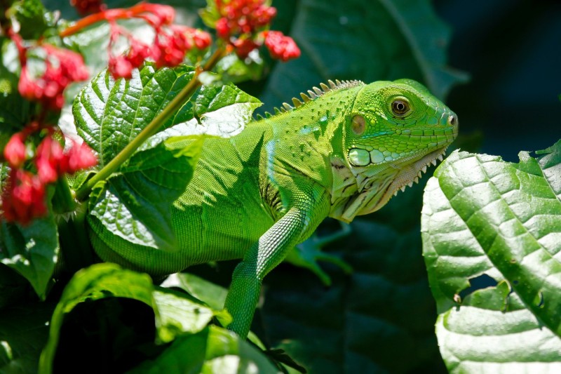 L’alimentazione naturale dell’iguana verde