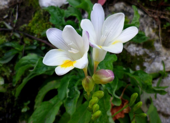 La Fresia, primavera in arrivo!