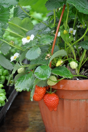 Le fragole in vaso: facili e belle