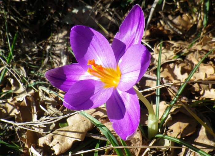 Zafferano, essenza gialla