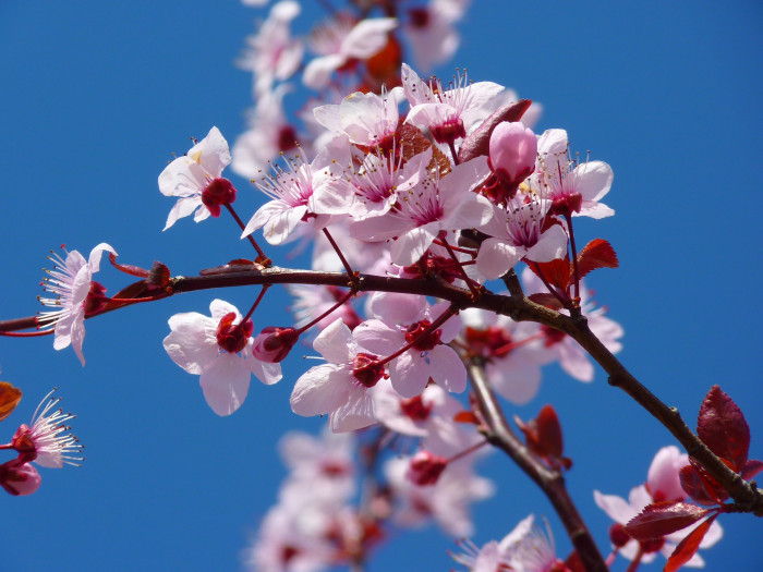 Prunus glandulosa (mandorlo ornamentale)