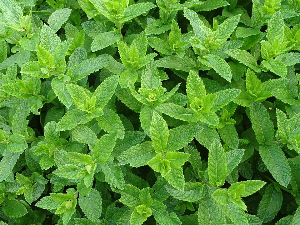 Le ricette con la menta