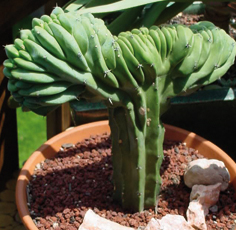 Myrtillocactus