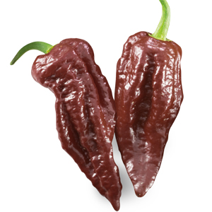 Peperoncino Naga Morich Chocolate