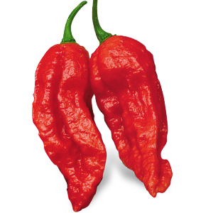 Peperoncino Naga Morich rosso