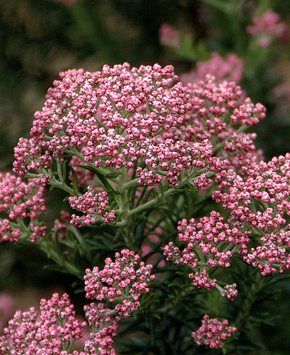 Ozothamnus rosmarinfolia