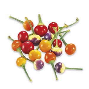 Peperoncino multicolore chiara