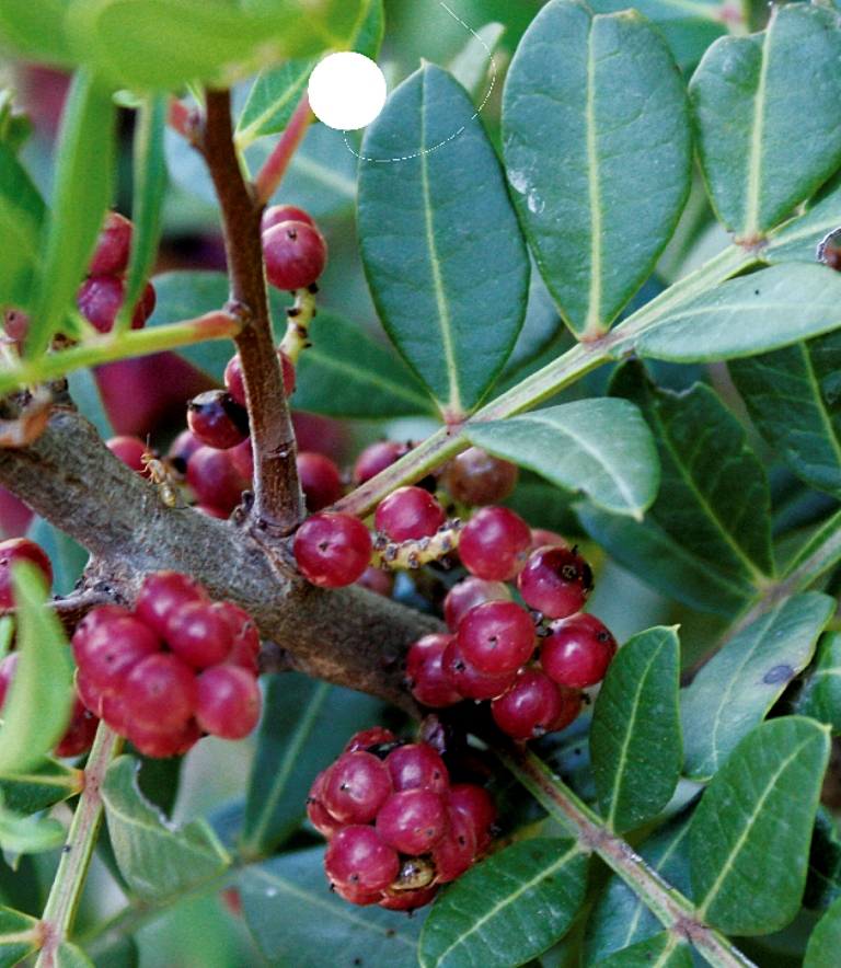 Pistacia lentiscus