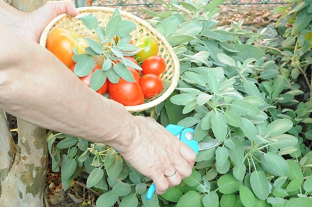 Il raccolto estivo e i progetti per l’autunno