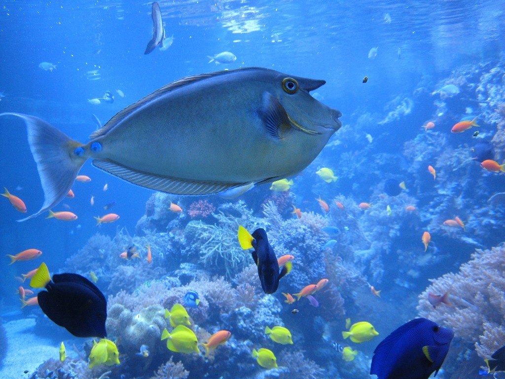 La saprolegnia dei pesci da acquario