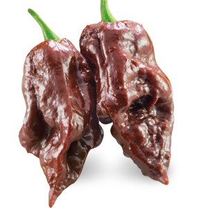 Peperoncino Trinidad Scorpion Chocolate