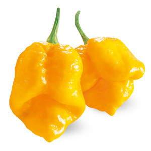 Peperoncino Trinidad Scorpion Giallo