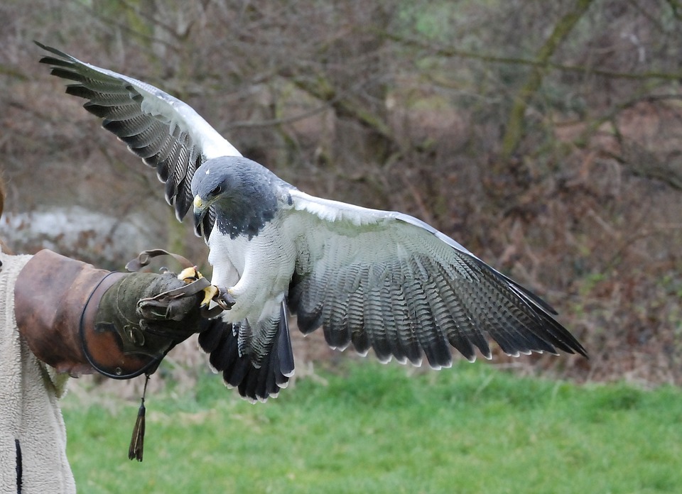 Tipi di rapaci allevabili per falconeria e loro gestione