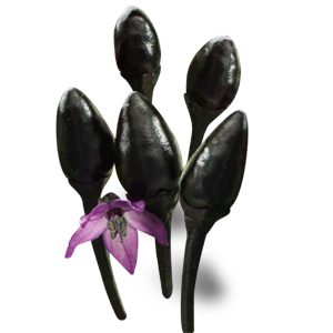 Peperoncino violetto o Fuoco nero