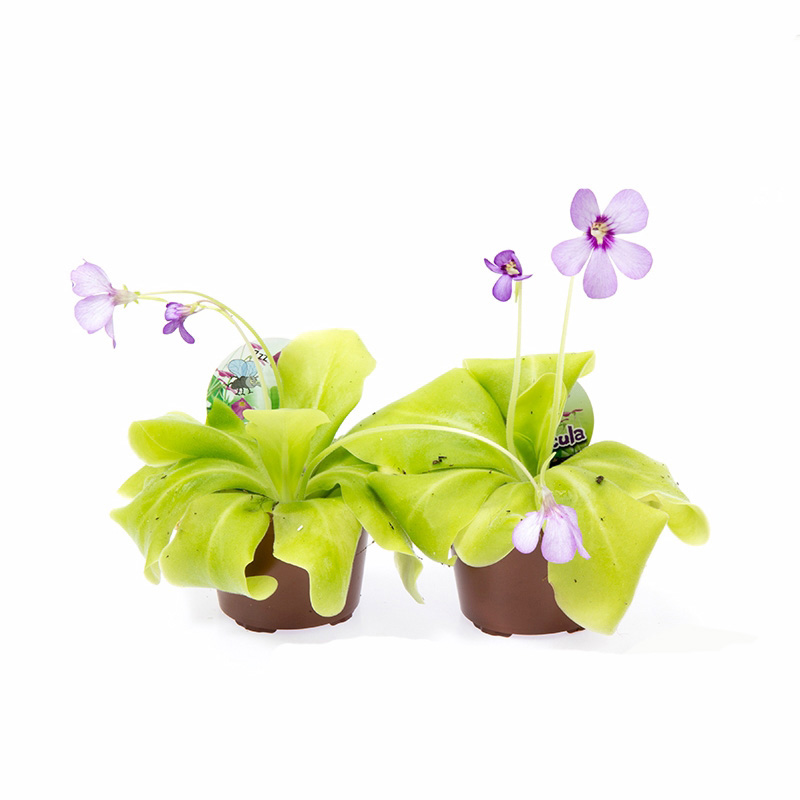 Pinguicula, più conosciute come erbe unte